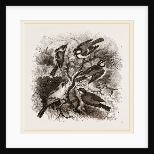 Group of British Titmice by Anonymous