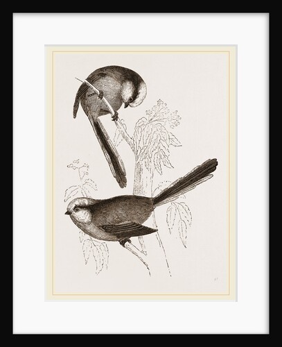 Long-tailed Titmice by Anonymous