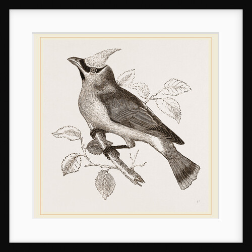 Cedar-Bird by Anonymous