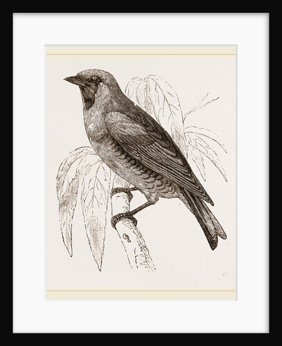 Swallow Fruit eater by Anonymous
