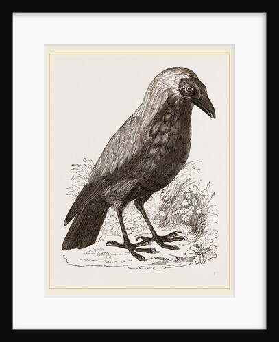 Bald Fruit-Crow by Anonymous
