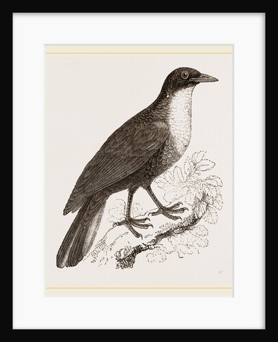 Scaled Fruit-Crow by Anonymous