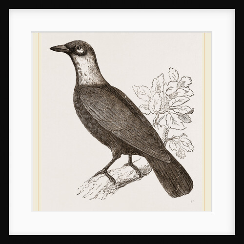 Bare-necked Fruit-Crow by Anonymous