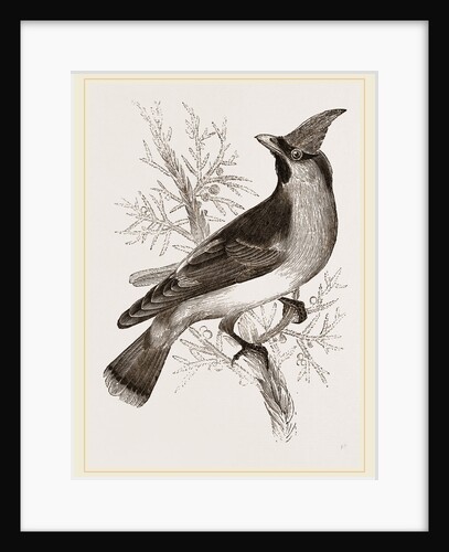 Cedar-Bird by Anonymous
