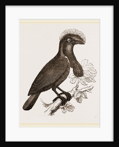 Umbrella-Bird by Anonymous