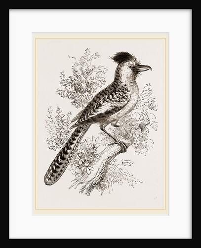 Vigors's Bush-Shrike by Anonymous