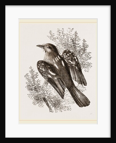 Spotted Bush-Shrike by Anonymous