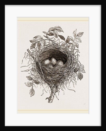 Nest of Butcher-bird by Anonymous