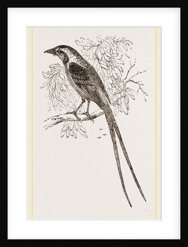 Cunningham's Bush-Shrike by Anonymous