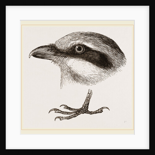 Head and Foot of Butcher-bird by Anonymous