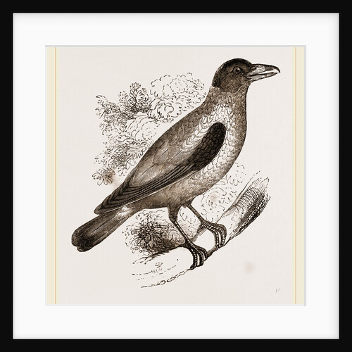 Cayenne Shrike by Anonymous