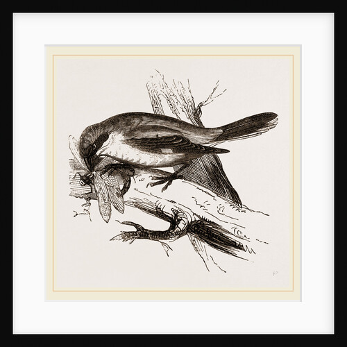 Butcher-bird by Anonymous