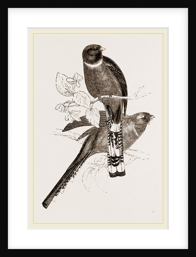 Mexican Trogons by Anonymous