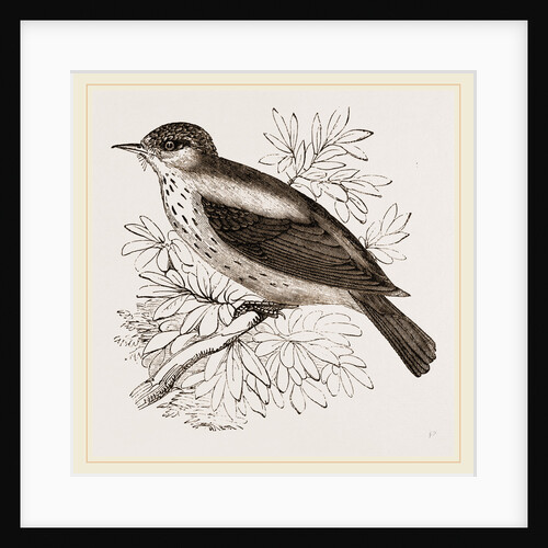 Spotted Flycatcher by Anonymous