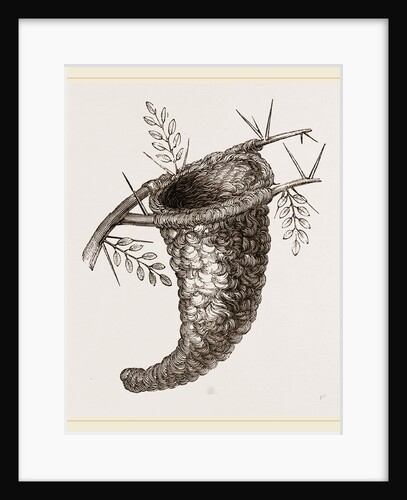 Nest of Flycatcher by Anonymous