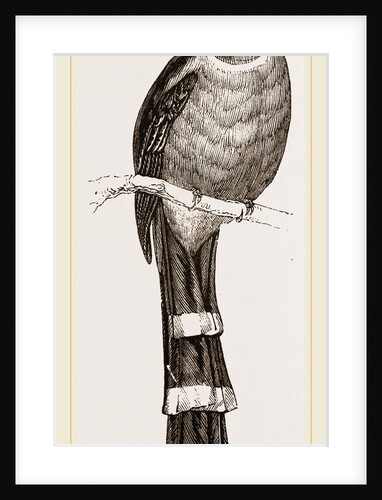 Mexican Trogon by Anonymous