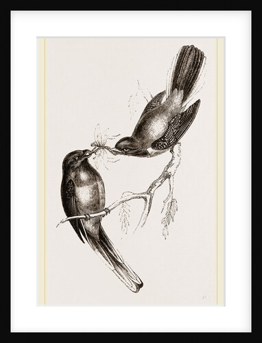 Narina Trogons by Anonymous