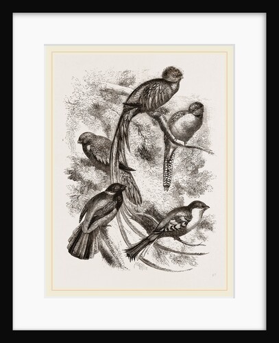 Group of Trogons by Anonymous