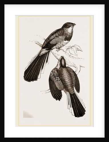 Reinwardt's Trogon by Anonymous