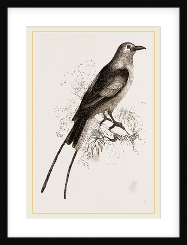 Abyssnian Roller by Anonymous