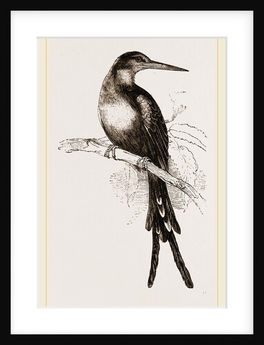 Paradise Jacamar by Anonymous