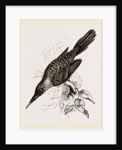 Broad-billed Lamprotiia by Anonymous