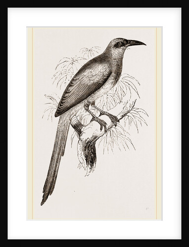 Nexican Motmot by Anonymous
