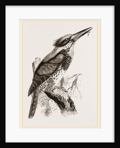 Great Senegal Kingfisher by Anonymous
