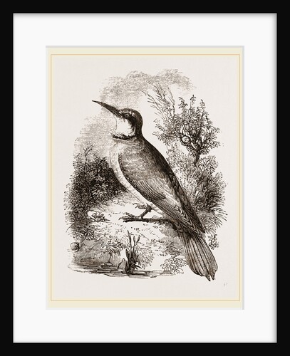 Bee-eater by Anonymous