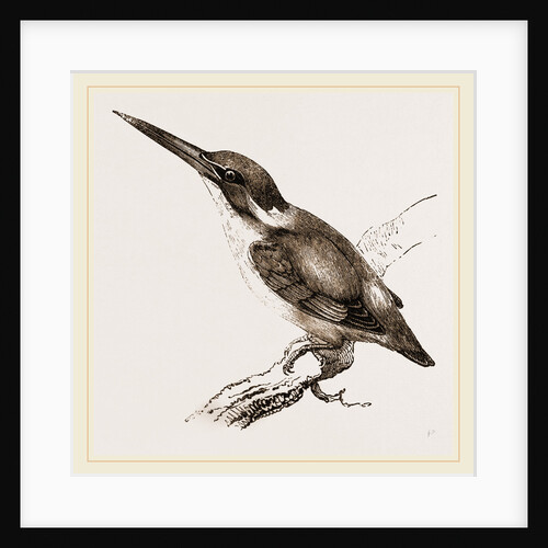 New Holland Kingfisher by Anonymous