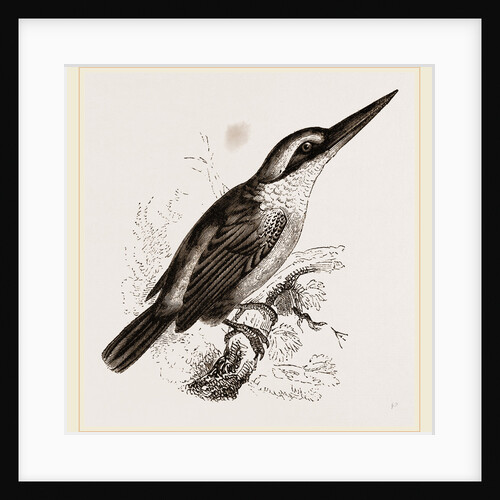 Sacred Kingfisher by Anonymous