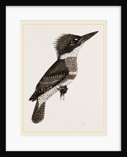 Kingfisher by Anonymous