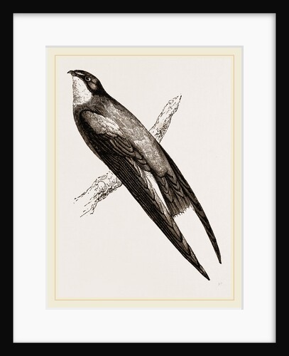 Long-winged Swift by Anonymous