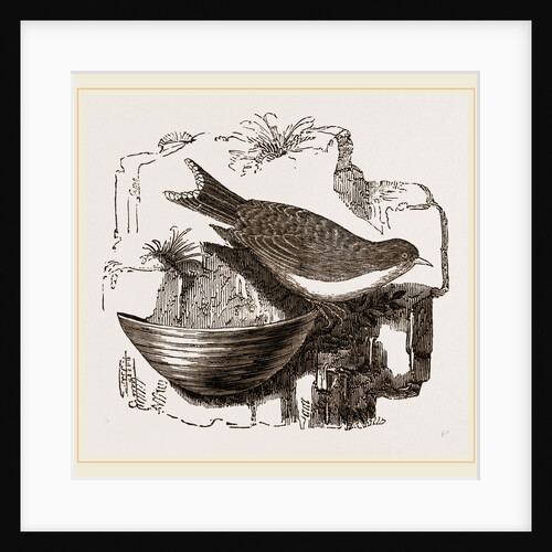 Esculent Swallow and Nest by Anonymous