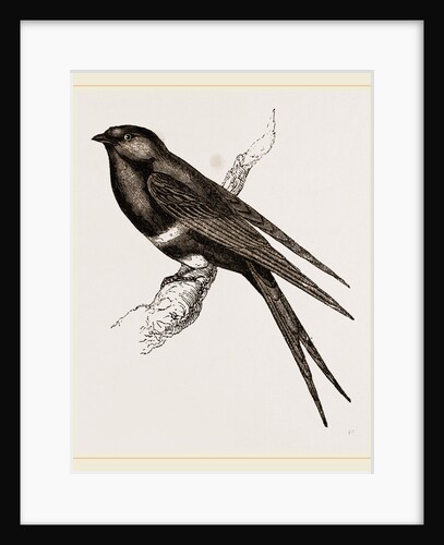 White-banded Swallow by Anonymous