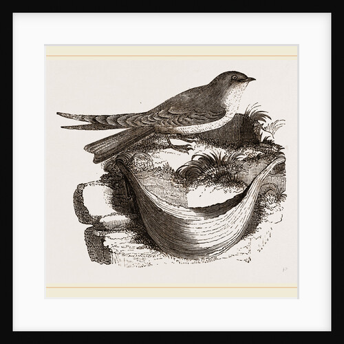 Esculent Swallow and Nest by Anonymous