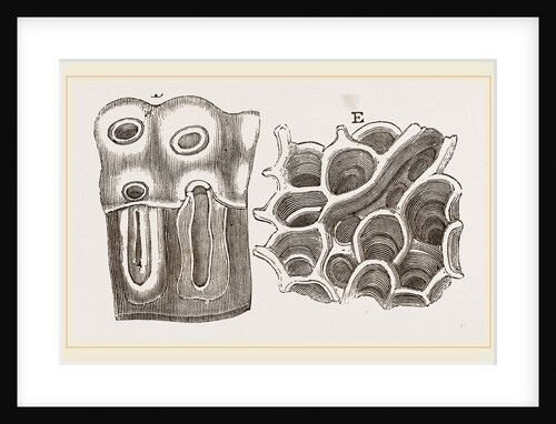Glands of Stomach in Birds by Anonymous