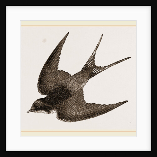 American Barn-Swallow by Anonymous