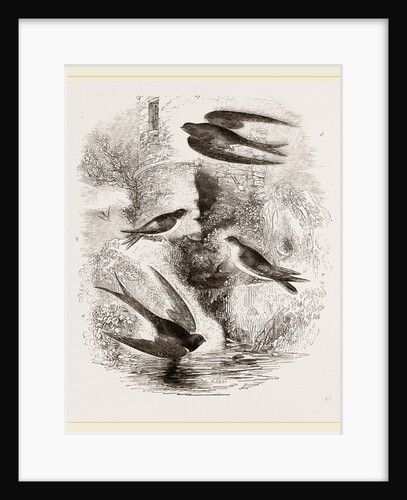 British Swallows by Anonymous