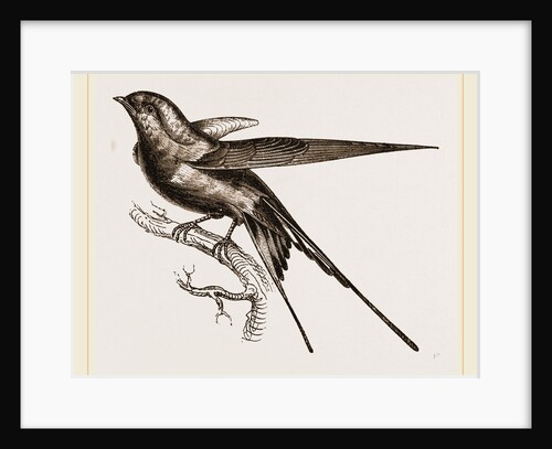 Swallow of Palestine by Anonymous