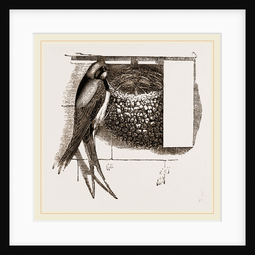 Swallow and Nest by Anonymous