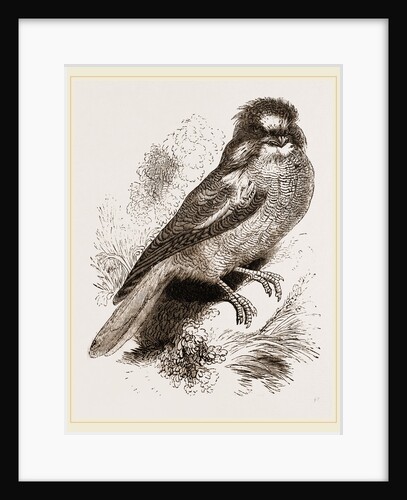 Cold River Podargus. Podargidae family by Anonymous