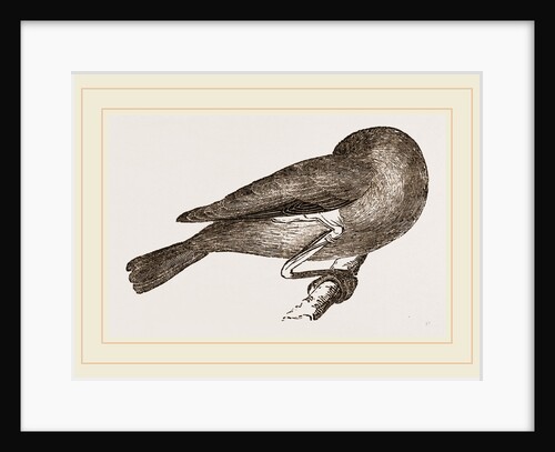 Bird asleep by Anonymous