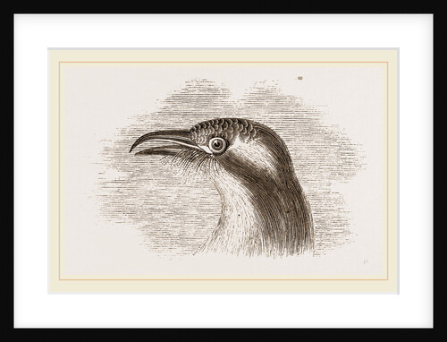 Head of Roller showing the Vibrissae by Anonymous