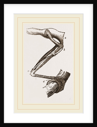 Leg of Bird perched by Anonymous