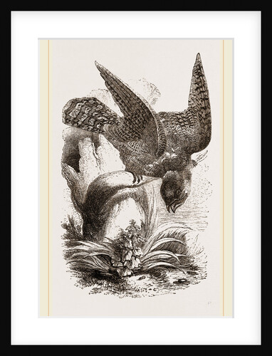 Great Ibijau by Anonymous