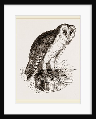 Barn-Owl by Anonymous