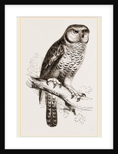 Hawk-Owl by Anonymous
