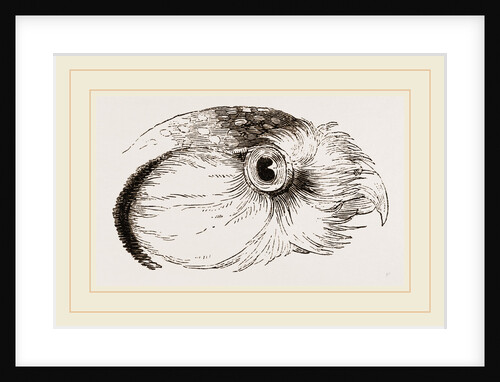 Head of Hawk Owl by Anonymous