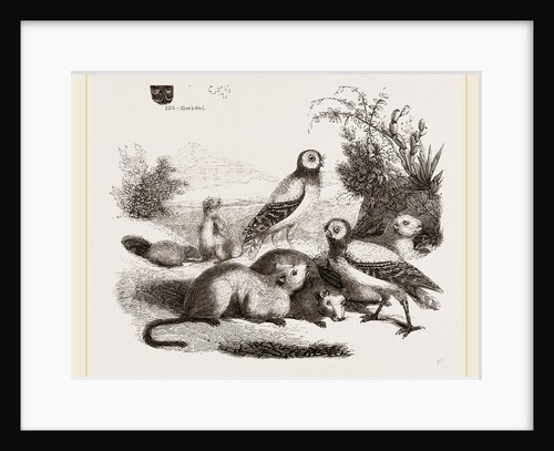 Burrowing Owls and Prairie-Dogs by Anonymous